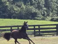 Pastuv, Rocky Mountain Horse — fotografija 2