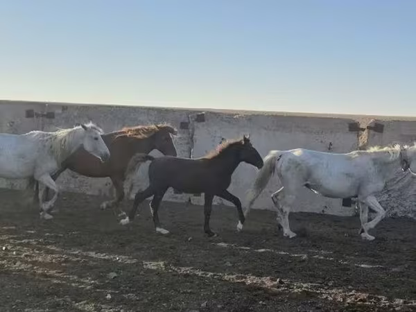 Cavalo, Kazakh horse