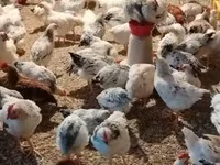 Chickens — Foto 1