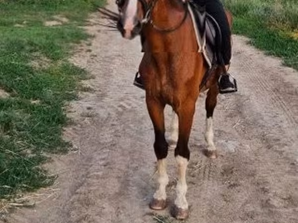 Hengst, Hungarian horse breed