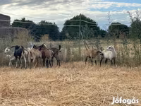 Cabra, Cabras — foto 2