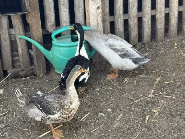 Ducks — Węgry