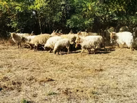 母羊, Racka sheep — 照片 4