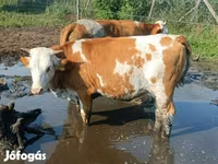 Vache, Simmental cattle — photo 3