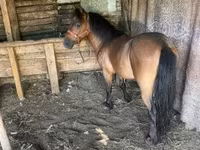 Caballo, Caballos — foto 3