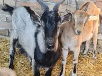 Ziegenbock, Ziegen — Foto 8