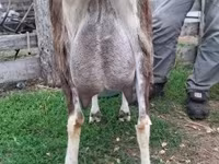 Koza, Saanen goat — zdjęcie 3