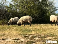 Widder, Tsigai sheep — Foto 1