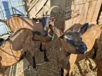 Kozioł, Alpine goat — zdjęcie 1