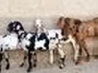 Goat, Goats — photo 4