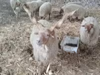 Oveja, Racka sheep — foto 2
