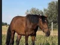 母马, Nonius horse — 照片 5