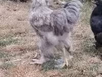 Brahma — Foto 3