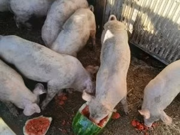 Knur, Świnie — Węgry