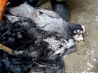 Dominant — fotografija 3
