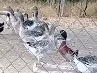 Ganso Dinamarquês Cinza e Cinza Mosqueado — foto 2