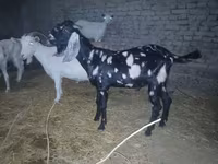 Billy Goat, Beetal goats — photo 4