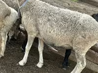 Brebis, Moutons — photo 3