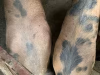 Schweine (Partie, Geschlecht nicht angegeben), Дюрок — Foto 1