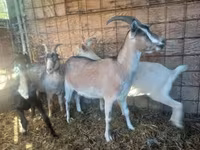 Goat, Goats — photo 1