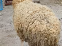 Bélier, Moutons — photo 3