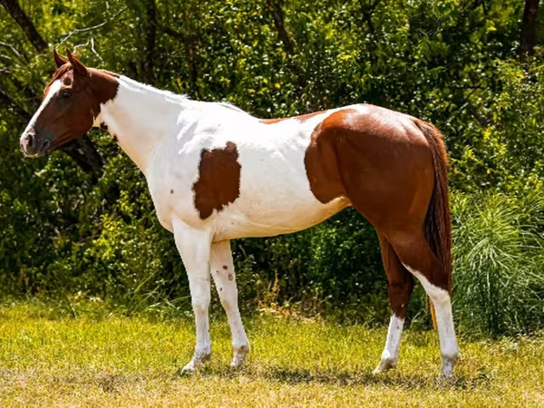 Pastuv, American paint horse