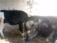 Krowa, Russian Black pied cattle — zdjęcie 1