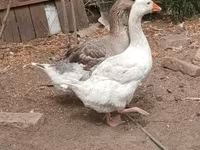 Geese — Foto 8