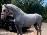 घोड़ा, Lipizzaner — फ़ोटो 1