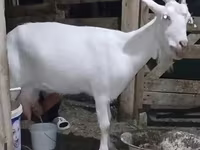बकरी, Saanen goat — फ़ोटो 2