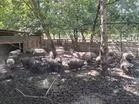 मादा सूअर, Вьетнамская вислобрюхая — फ़ोटो 2
