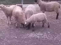 Brebis, Moutons — photo 2