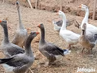 Geese — الصورة 7