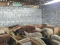 Brebis, Beulah Speckled face sheep — photo 7