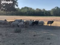 Ovca, Racka sheep — fotografija 2
