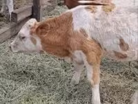 Goveda (partija, pol nije naveden), Simmental cattle — fotografija 4
