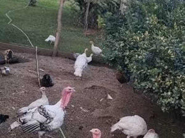 Turkeys