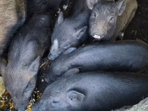 Krmača, Вьетнамская вислобрюхая