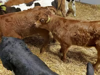 牛只（批次，未指定性别）, Simmental cattle — 照片 6
