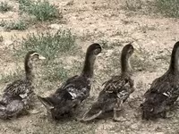 Ducks — foto 1