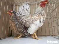 Chickens — fotografija 6
