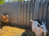 Cabra, Cabras — foto 1