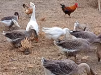 Geese — Foto 1