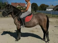 Бие, Polish pony — 1-сурет