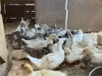 Ducks — Foto 2