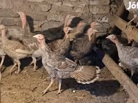 Turkeys — 照片 3