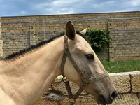 Horses (batch, sex not specified), Horses — photo 5