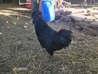 Ajam cemani — fotografija 2
