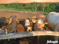 بقرة, Simmental cattle — الصورة 2