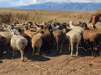 Brebis, Moutons — photo 3